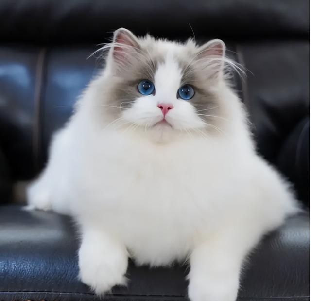 布偶猫价格多少钱一只2022（布偶猫价格多少钱一只白色的）