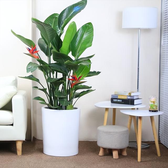 客厅最旺宅的大型植物，客厅最旺宅的植物