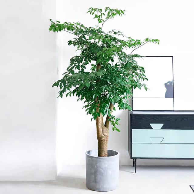 客厅最旺宅的大型植物平安树（客厅最旺宅的大型植物喜阴）