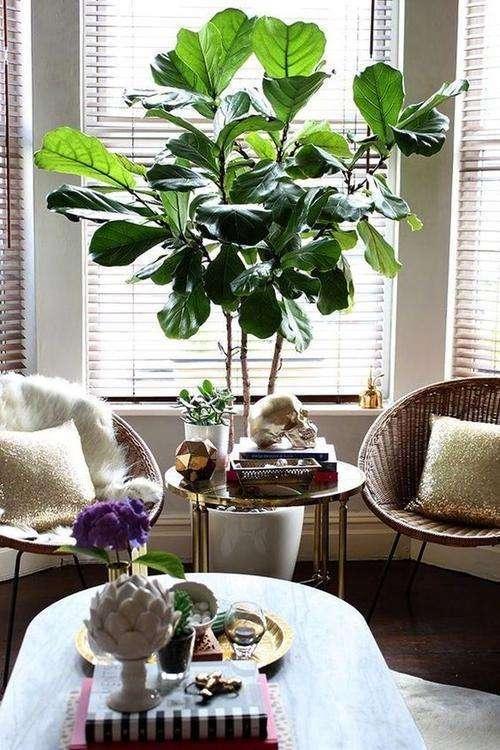 客厅最旺宅的大型植物，客厅最旺宅的植物