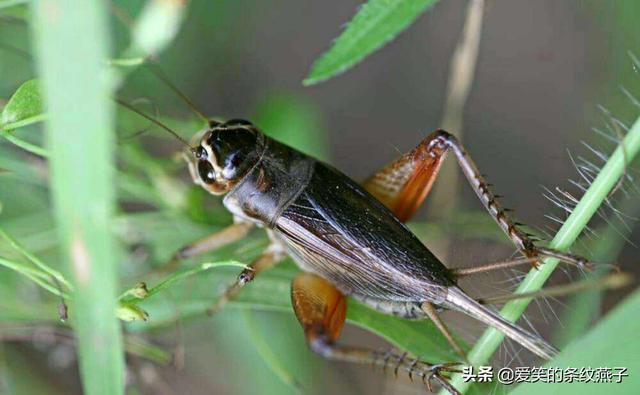 太夸张！日本人竟然吃蟑螂和蟋蟀制作的食物