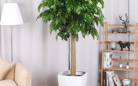 客厅最旺宅的大型植物平安树（客厅最旺宅的大型植物喜阴）