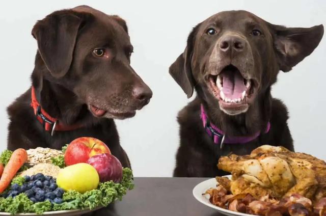 两个月大的狗狗吃什么食物好，幼儿狗吃什么食物好？