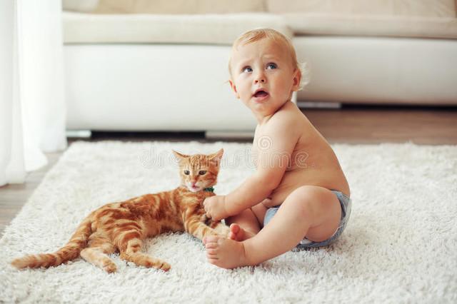 种适合孩子家庭的猫咪品种，让你的孩子有个温暖的伴侣！，适合小孩子养迷你宠物"